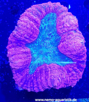 Lobophyllia rot