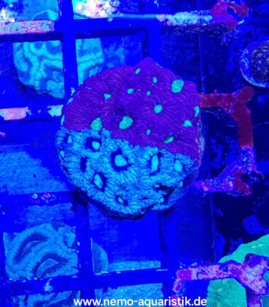 faviawar Favites pentagona- War Coral 4
