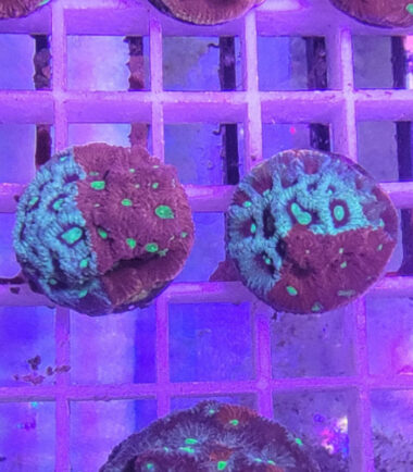 faviawar1 Favites pentagona- War Coral 2