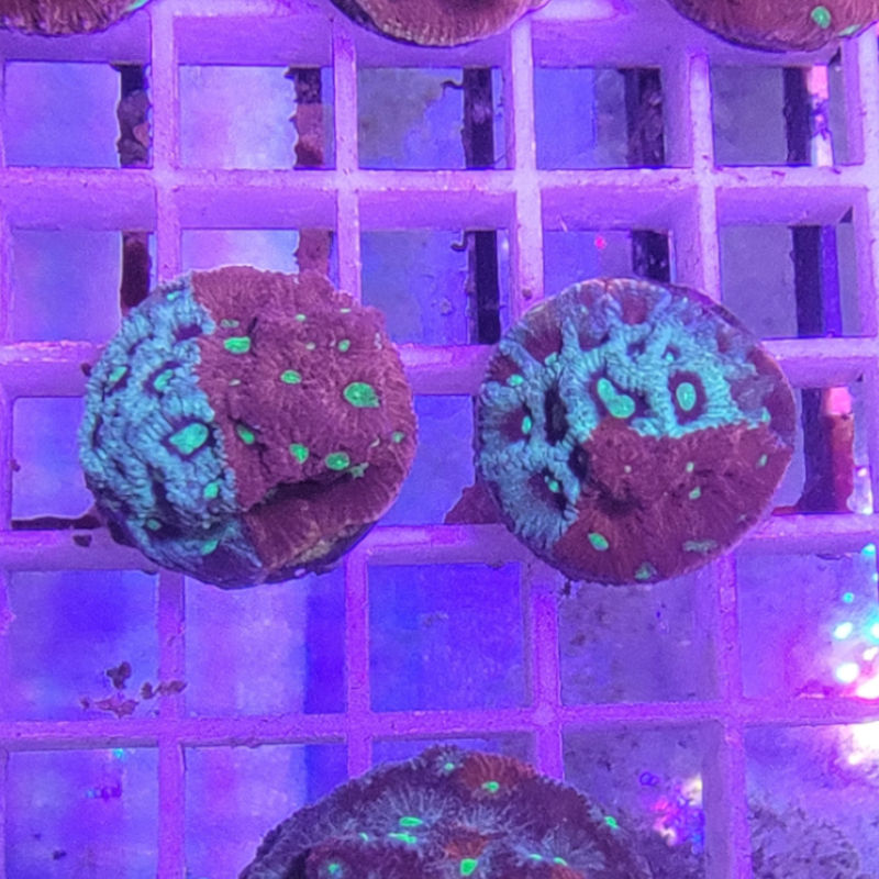 faviawar1 Favites pentagona- War Coral 1