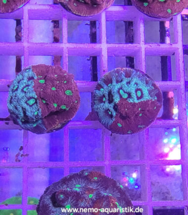 faviawar2 Favites pentagona- War Coral 3