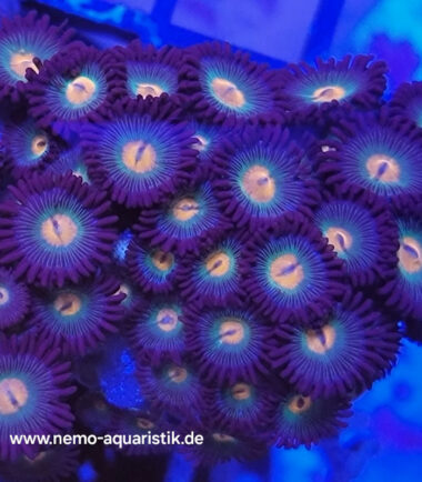 Zoanthus Palythoa Gorilla Nipples