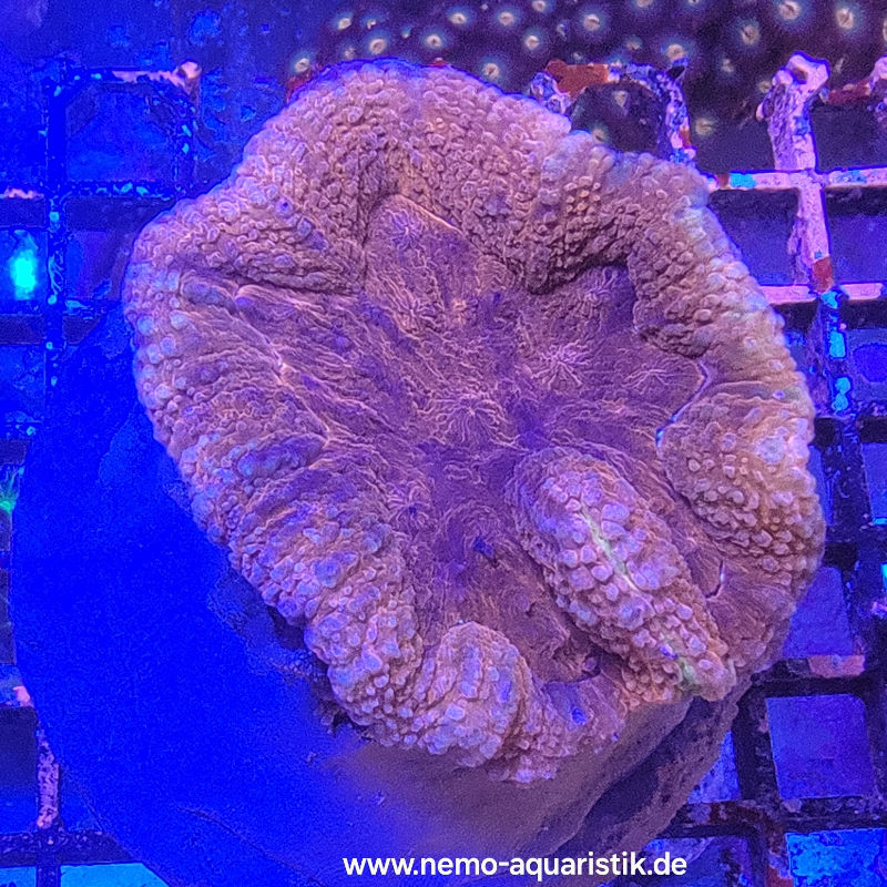 lobored Lobophyllia rot 20.03.25 1
