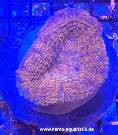 lobored1 Lobophyllia rot 20.03.25 3