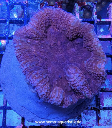 lobored2 Lobophyllia rot 20.03.25 4