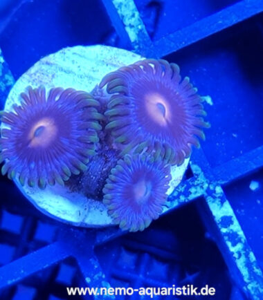 miamivice Zoanthus Palythoa Miami Vice 4