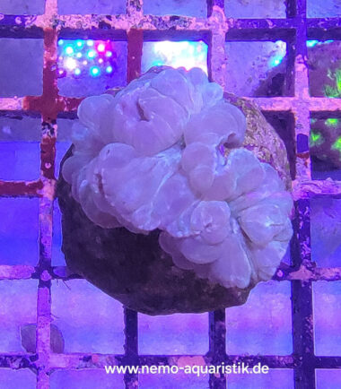 nemenzophyllia Nemenzophyllia turbida Jasminkoralle 6