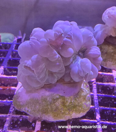 Nemenzophyllia turbida Jasminkoralle