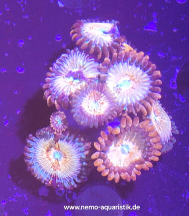 seduction1 Zoanthus Palythoa Seduction 2