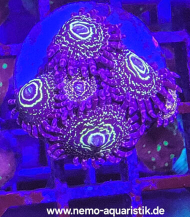 stratos1 Zoanthus Palythoa Stratosphere