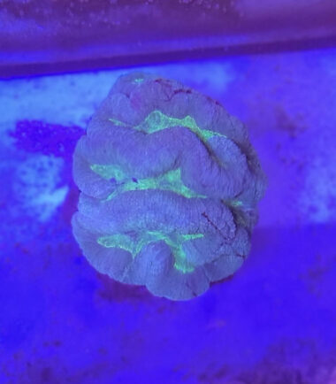 Lobo blaugrün Lobophyllia blau-grün 3