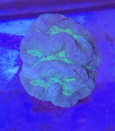 Lobo blaugrün1 Lobophyllia blau-grün 2