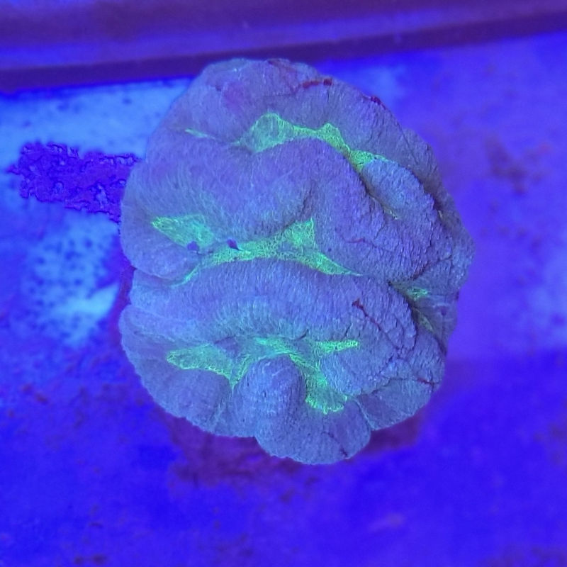 Lobo blaugrün1 Lobophyllia blau-grün 1