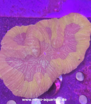 Lobo hellrot Lobophyllia orange