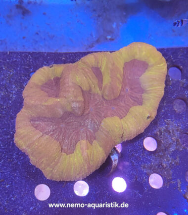 Lobo hellrot1 Lobophyllia orange WYSIWYG