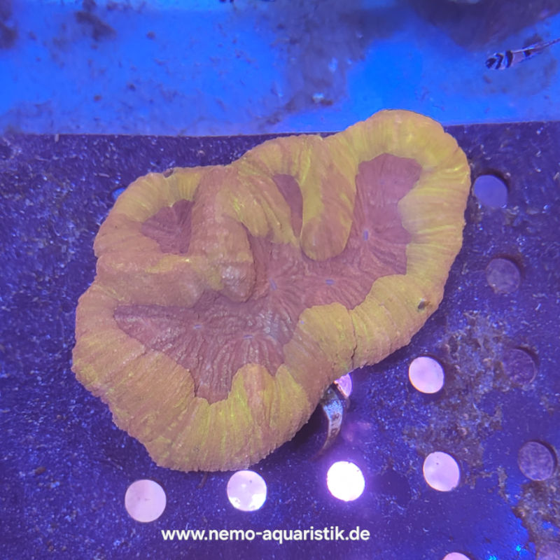 Lobo hellrot1 Lobophyllia orange WYSIWYG