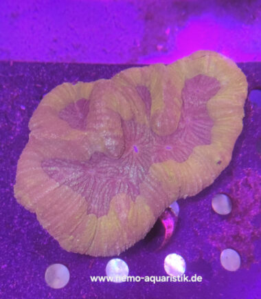 Lobo hellrot2 Lobophyllia orange