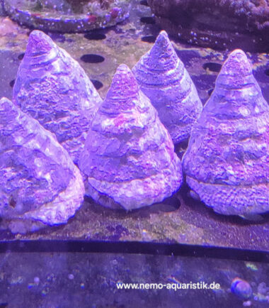 Tectus pyramis - Pyramiden Kreiselschnecke XL