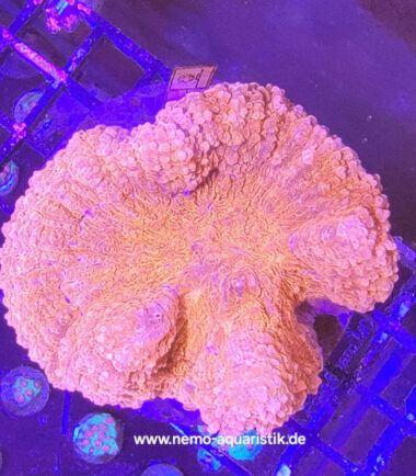 Lobophyllia ultrarot