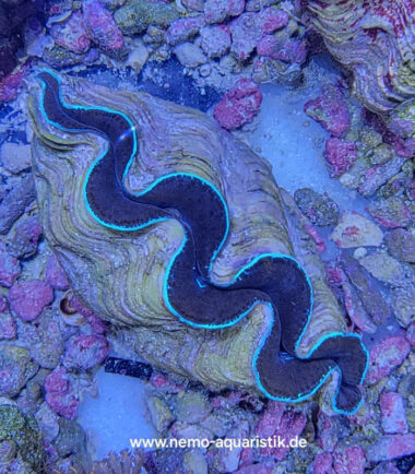 Tridacna maxima Mördermuschel WYSIWYG Nr.1