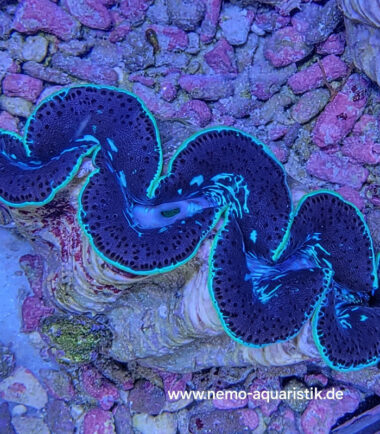 tridacna2-1 Tridacna maxima Mördermuschel WYSIWYG Nr.2 2