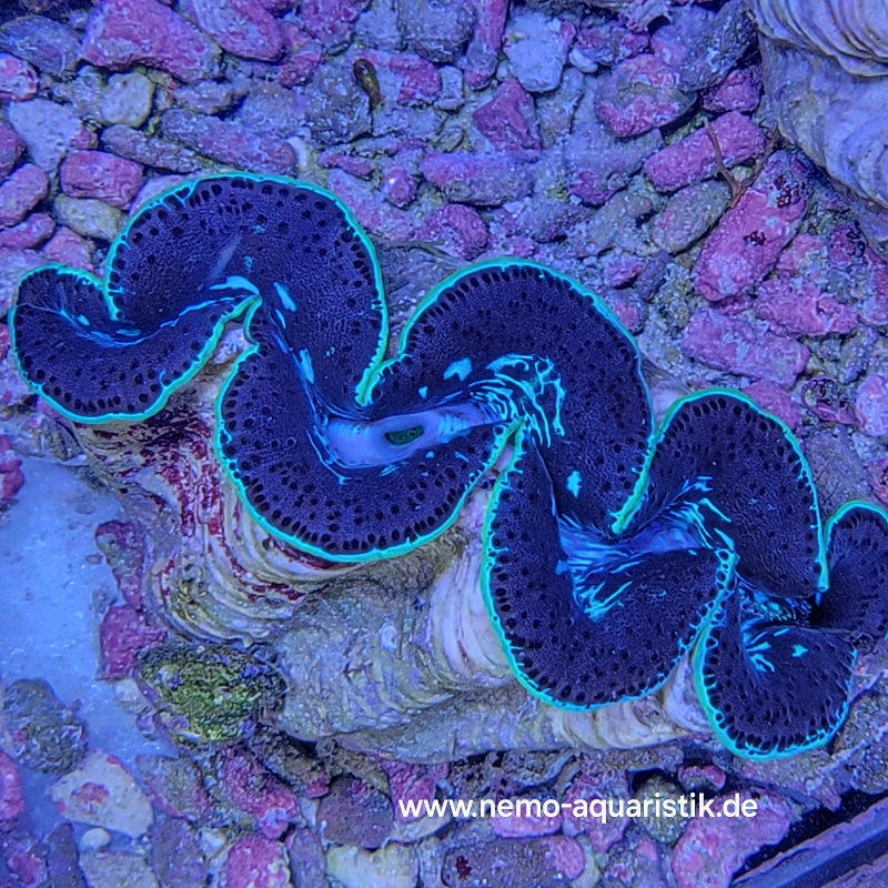 tridacna2-1 Tridacna maxima Mördermuschel WYSIWYG Nr.2 1