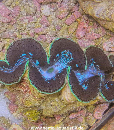 tridacna2-2 Tridacna maxima Mördermuschel WYSIWYG Nr.2 3