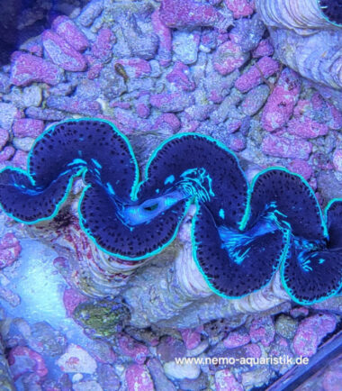 tridacna2 Tridacna maxima Mördermuschel WYSIWYG Nr.2 4