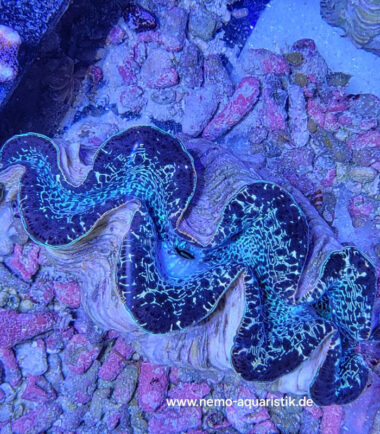 Tridacna maxima Mördermuschel WYSIWYG Nr.3