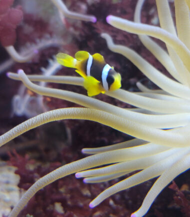 Amphiprion clarkii - gelber Clarks Anemonenfisch Nachzucht 4