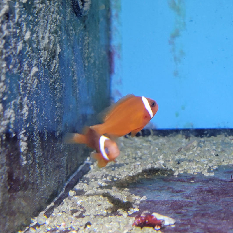 frenatus Amphiprion frenatus- Weißbinden-Glühkohlen-Anemonenfisch Nachzucht 1