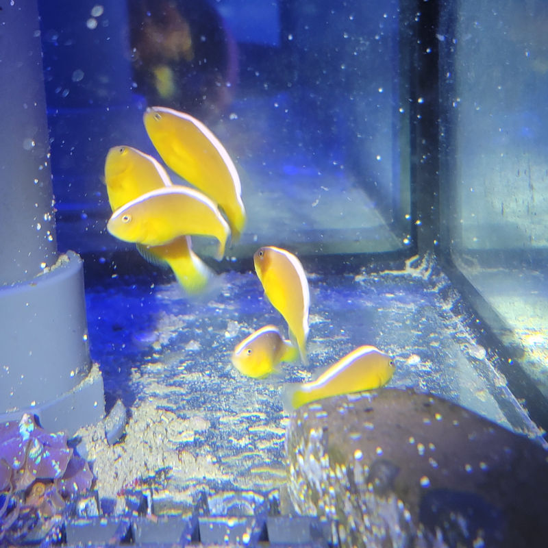sandaracinos Amphiprion sandaracinos- Weißrücken Anemonenfisch 1