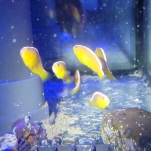 Amphiprion sandaracinos- Weißrücken Anemonenfisch 1 Amphiprion sandaracinos Nachzucht Nemo-Aquaristik