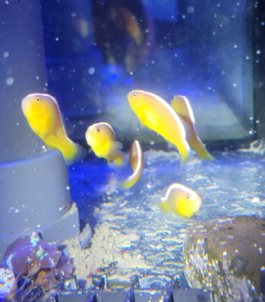 sandaracinos2 Amphiprion sandaracinos Nachzucht Nemo-Aquaristik