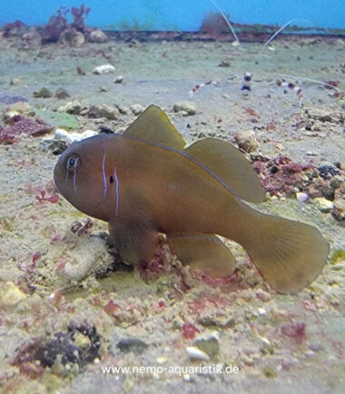 Gobiodon citrinus Zitronen Korallengrundel