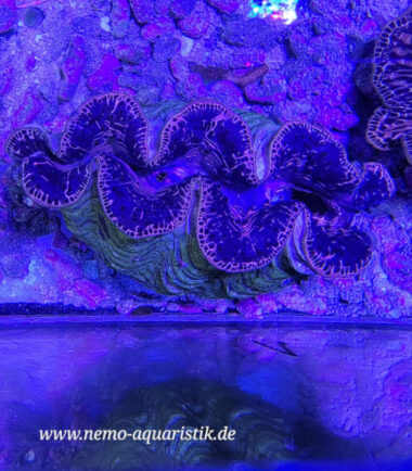 Tridacna maxima WYSIWYG Nr.1