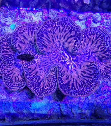 Tridacna maxima WYSIWYG Nr.2 3