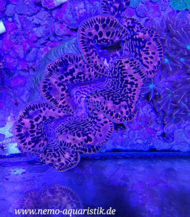 Tridacna4 Tridacna maxima WYSIWYG Nr.4 3