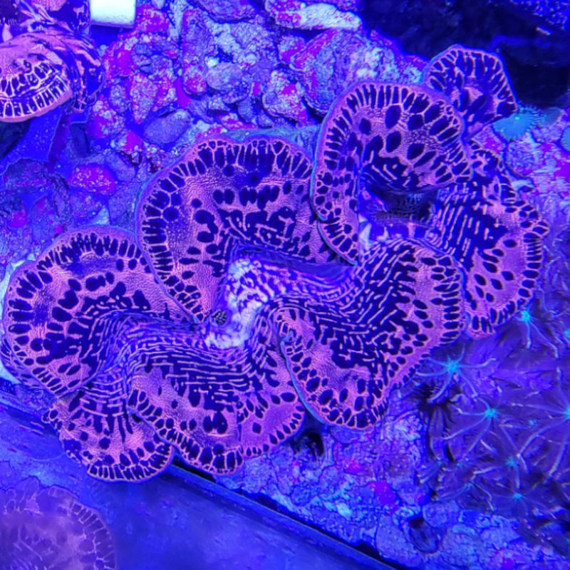 Tridacna41 Tridacna maxima WYSIWYG Nr.4 1