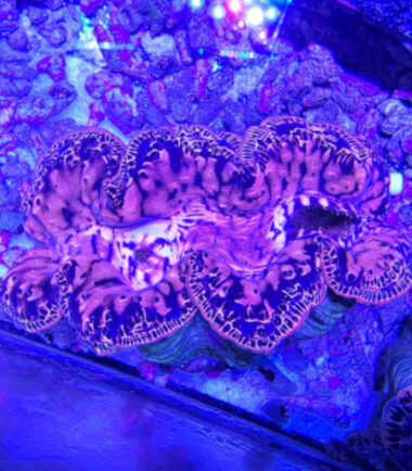 Tridacna maxima WYSIWYG Nr.3