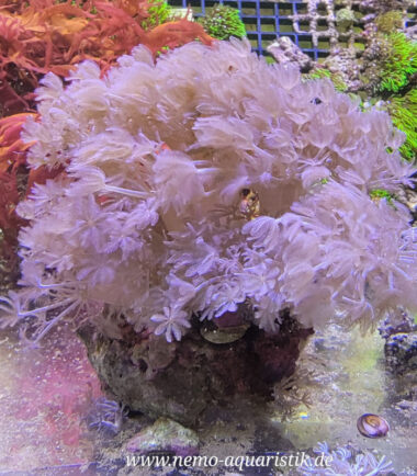 Xenia umbellata pumpende Xenia