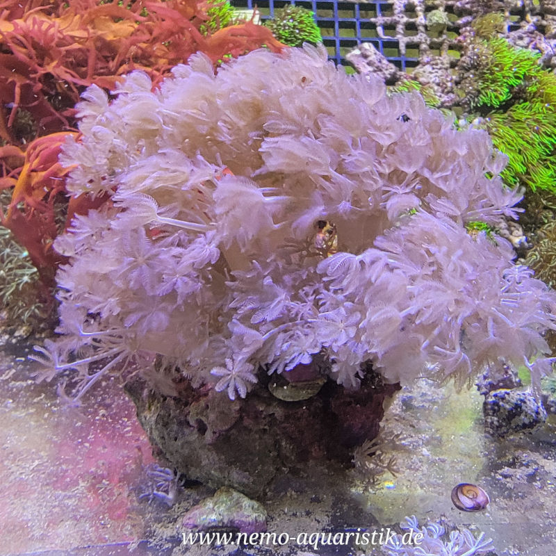 xenia1 Xenia umbellata pumpende Xenia 1