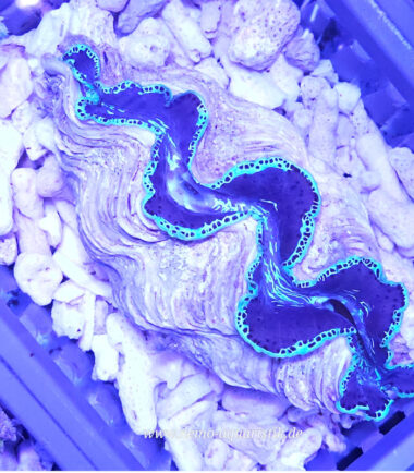 Tridacna Maxima