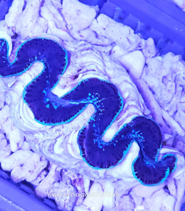 Tridacna maxima