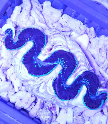 Tridacna