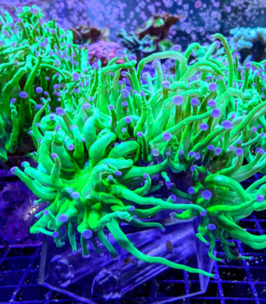 Euphyllia glabrescens toxic green Nachzucht 2 Köpfe