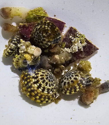 Zoafressende Schnecke bei Nemo-Aquaristik kaufen