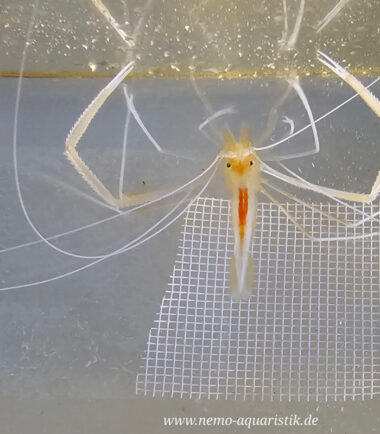 Stenopus pyrsonotus Geister-Scherengarnele, bei Nemo-Aquaristik kaufen