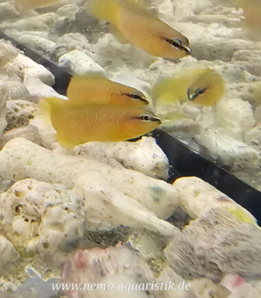 Pseudochromis leucorhynchus 1 erste deutsche Nachzucht