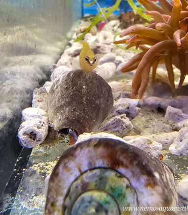 Pseudochromis leucorhynchus 2 deutsche Nachzucht
